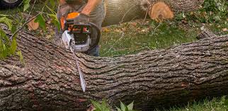 Best Tree and Shrub Care  in Ravenna, MI