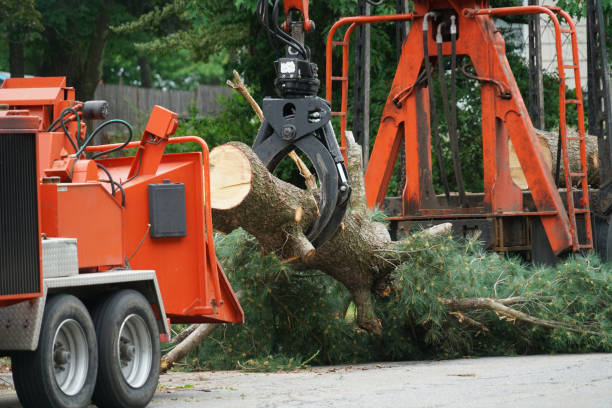 Best Hazardous Tree Removal  in Ravenna, MI